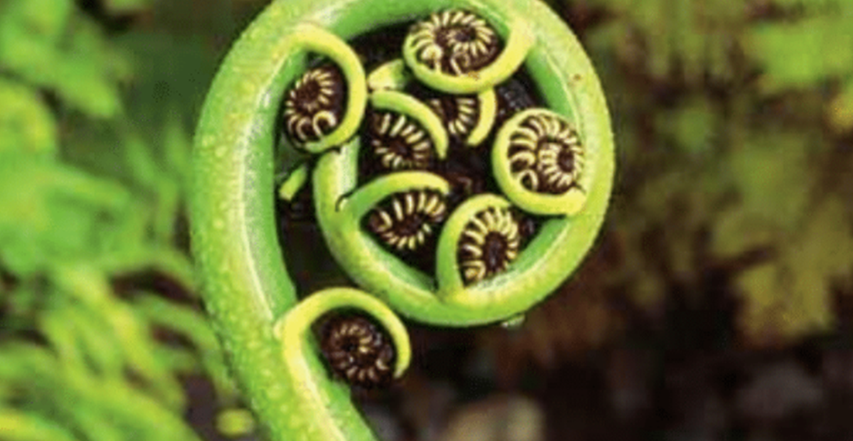 Stephen Thomson Kellogg report image