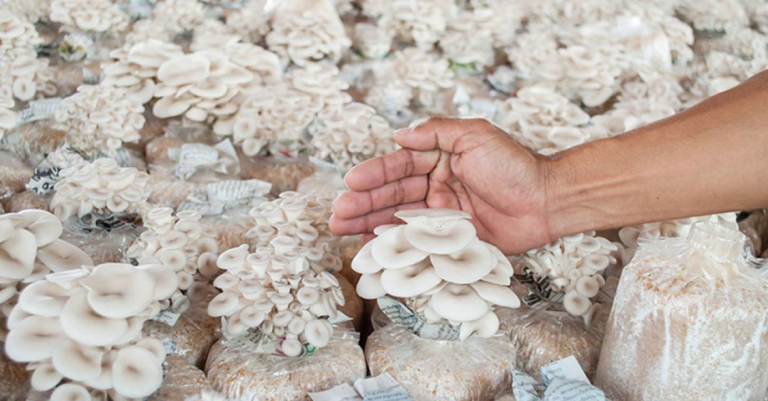 Operating a successful low-tech, small scale mushroom farm.