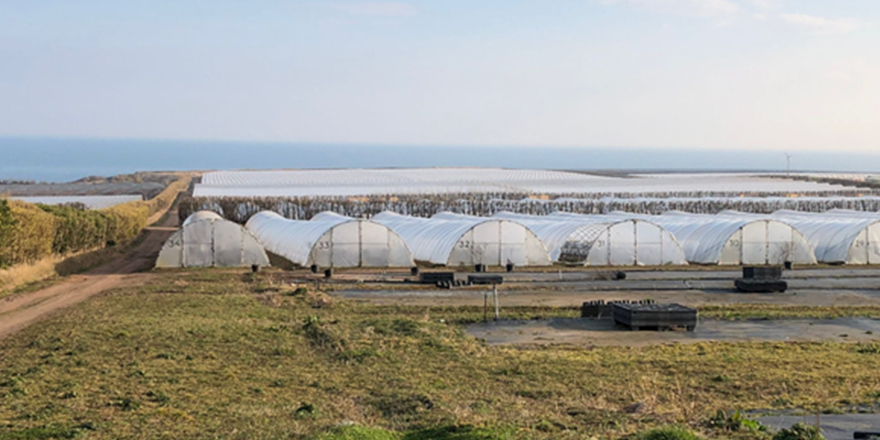 Angus fruit farms, Carnoustie, Scotland