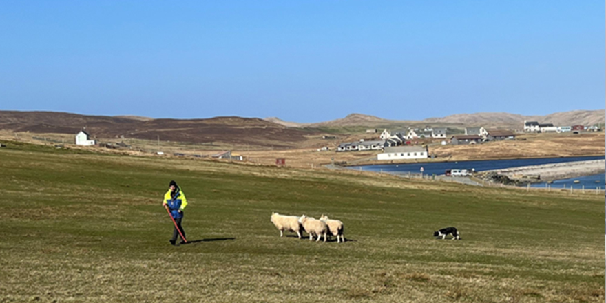 Training session for a sheep dog, Shetland Islands