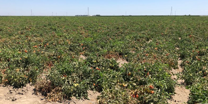 _0011_LD Fresno tomatos_