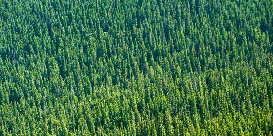 New Zealand Forest Treeline by Stocksy Contributor Ansel