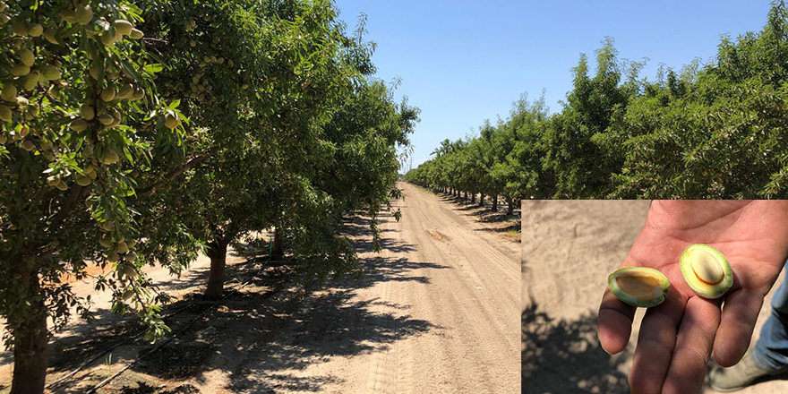 Lucy Duoma Fresno almond orchard