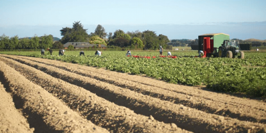 Can vertical farming replace New Zealand s productive land to