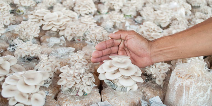 Operating a successful low-tech, small scale mushroom farm.